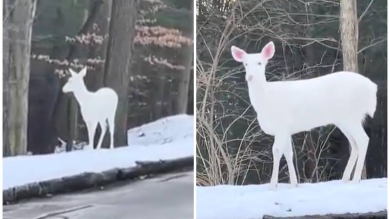 VIDEO Predivan prizor: Snimio rijetkog bijelog jelena pa sve zabrinuo. 'Ne otkrivaj lokaciju!'