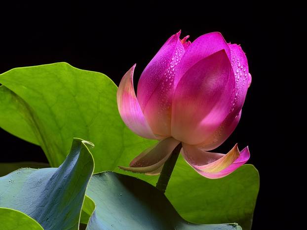 95 slika Appleovih gadgeta: Novi telefoni, satovi, slušalice, ovo je sve što su jučer otkrili