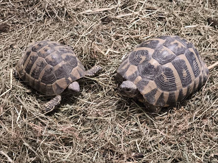 Netko je u Hrvatsku pokušao prošvercati kobre! Pogledajte što su sve oduzeli na carini!