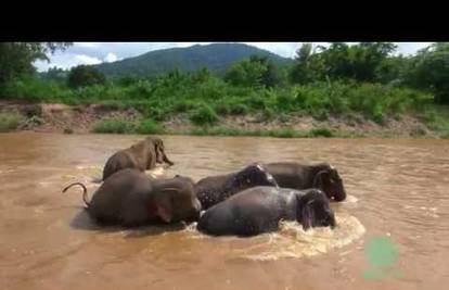 Odrasli formirali branu kako bi slonić mogao preko brze rijeke