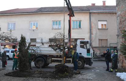 Biljke, sklanjajte se s puta! Ovršili su magnoliju i borove