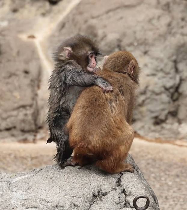 Majmunčić Punch našao ženku! Ljubi curu, fotke 'tope' internet