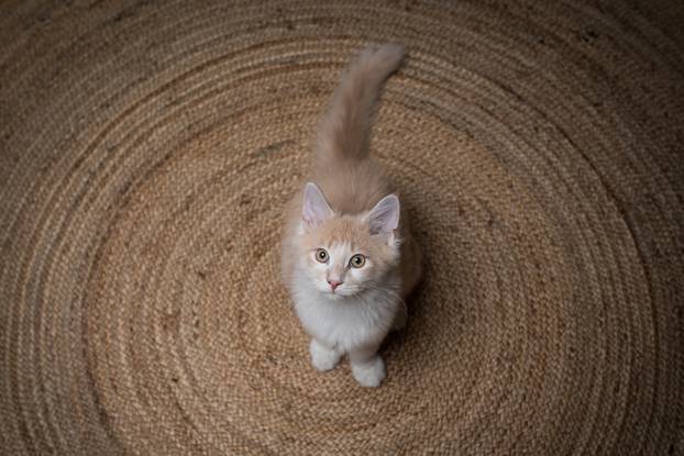 kitten on the carpet