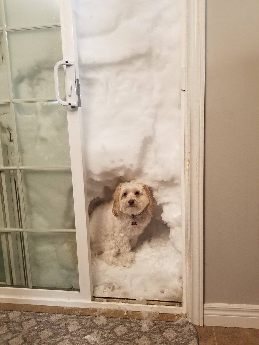 A dog sits in snow covering the entrance to a house in Paradise