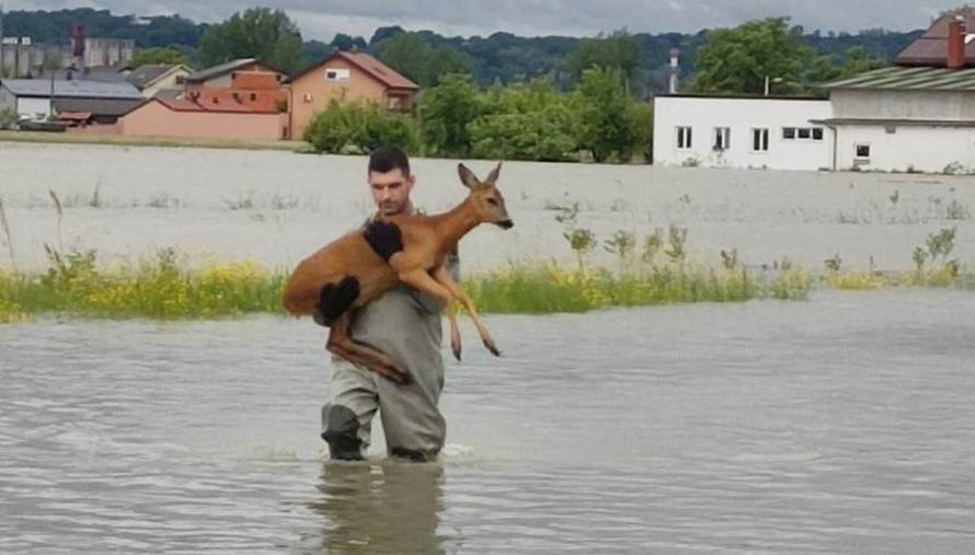 FOTO U sigurnim rukama: Mladi karlovački vatrogasac iz vode izvukao srnu, nosio je u naručju