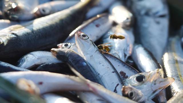 Tribunj: Ribari zadovoljni noÄaÅ¡njim ulovom plave ribe