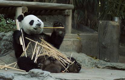 Odlična vijest za pande: Više nisu na popisu ugroženih vrsta