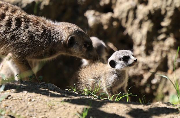 Zagreb: Tri mladunca merkata novi su stanovnici Zoološkog vrta