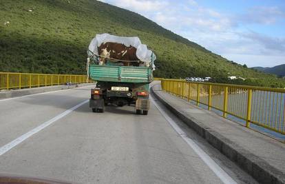 Jak vjetar otpuhao ceradu i na kamionu otkrio kravu 