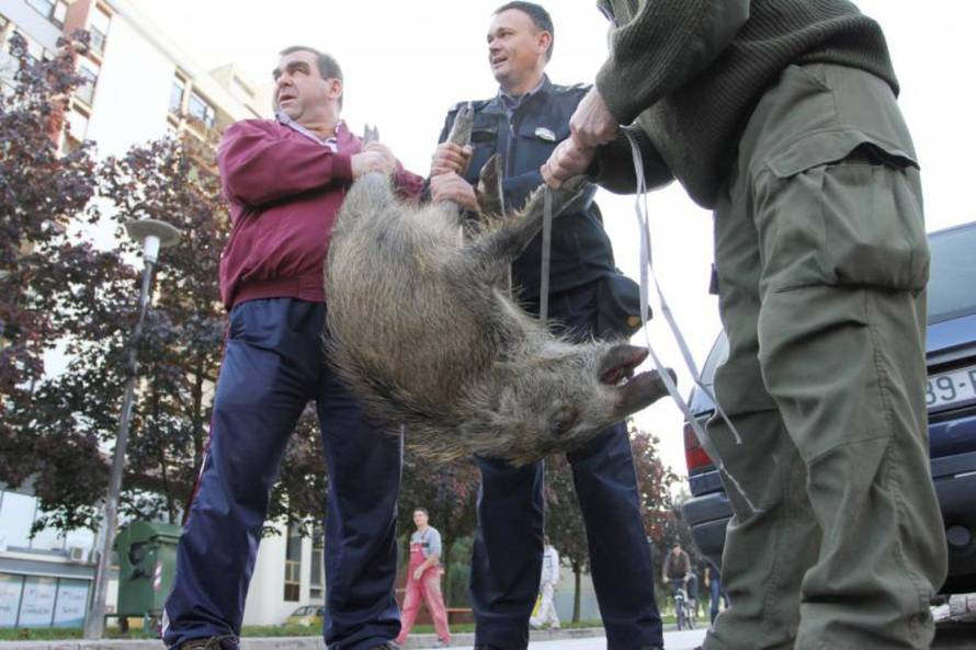 Kristina Štedul-Fabac/PIXSELL