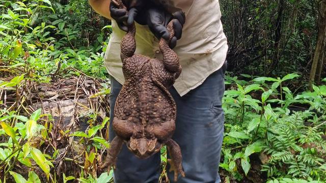 Giant cane toad 'Toadzilla' shocks Australian park rangers