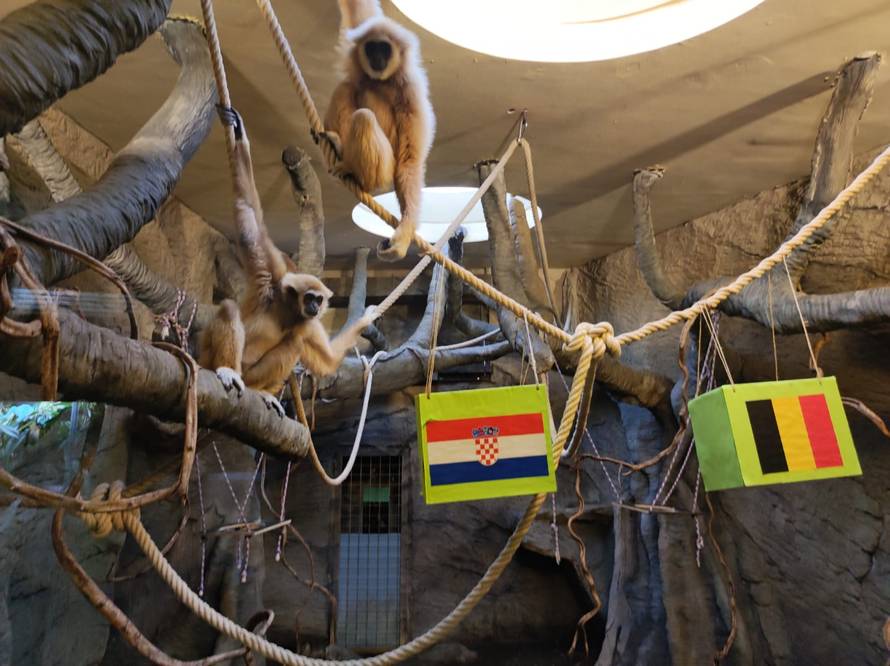 Gibon Kent iz Zoološkog vrta predviđa pobjedu Hrvatske