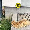 VIDEO Mačka i lisica oči u oči: 'Pun ih je grad. Rekli su nam da ih ne diramo jer nisu opasne'