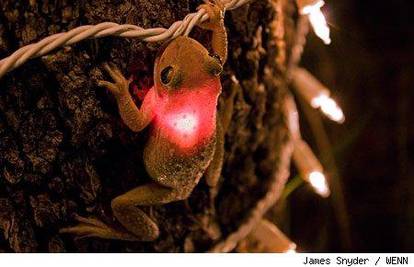 Žabac je progutao lampicu i zasvijetlio u punom sjaju