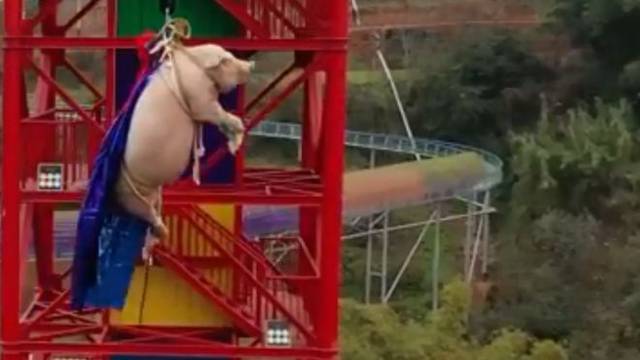 Svinja na bungee jumpingu