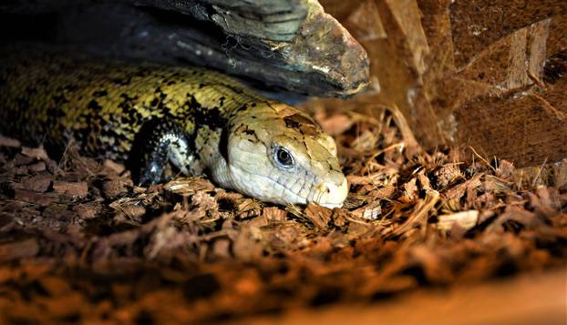 Kako im je palo na pamet? Ovo su stari preparati za jači libido