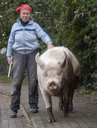 Pig "Berta" on Sunday walk