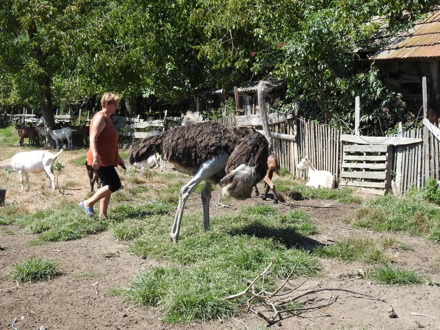 Kad si među kozama, onda se ponašaj kao da si i ti koza...