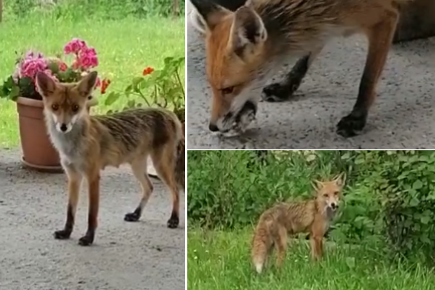 VIDEO Lisica u Zagrebu navukla se na stari kruh: 'Stalno dolazi'