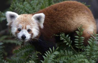 Crvena panda nestala: Velika potraga bila uspješna