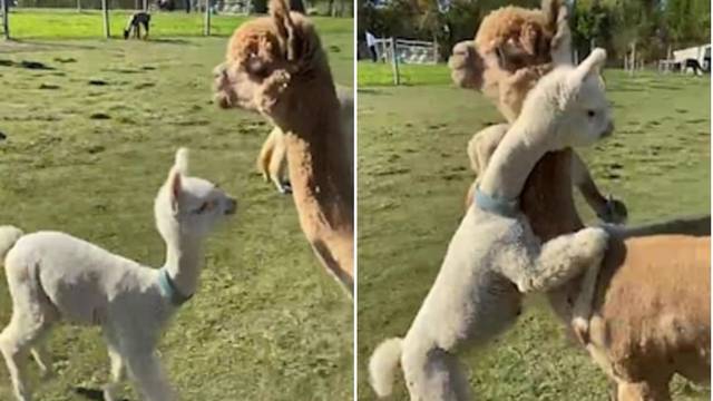 Pogledajte preslatki trenutak kada je beba alpaka dotrčala do svoje mame i zagrlila je