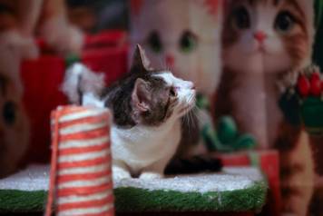 24sata Rijeka: Advent za mačke u Kitten Safe House