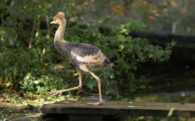 Zagrebački krunati ždralovi predstavljeni javnosti 