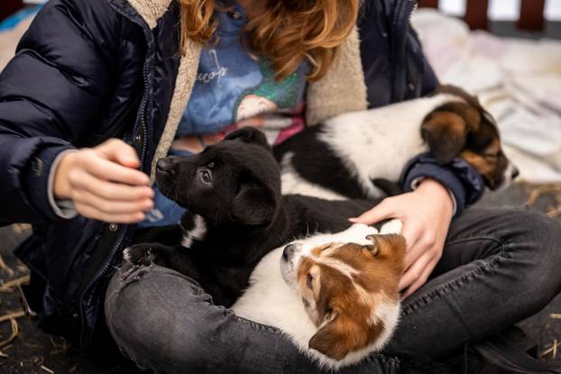 I psići vole advent: Preslatke fotke štenaca koji traže dom