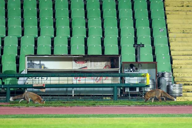 Sarajevo: Lisice pratile trening nogometaša BiH na stadionu Koševo