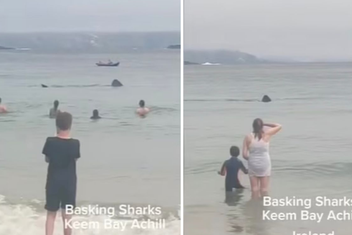 Snimili dvije goleme morske psine među kupačima:  'Bilo je to poput one scene iz ralja'