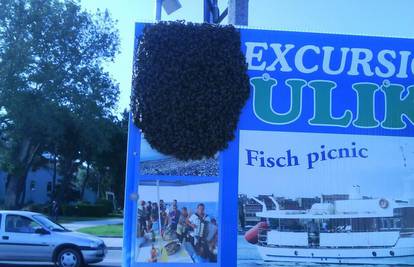 Tisuće pčela preplašile i s rive u Puli otjerale turiste