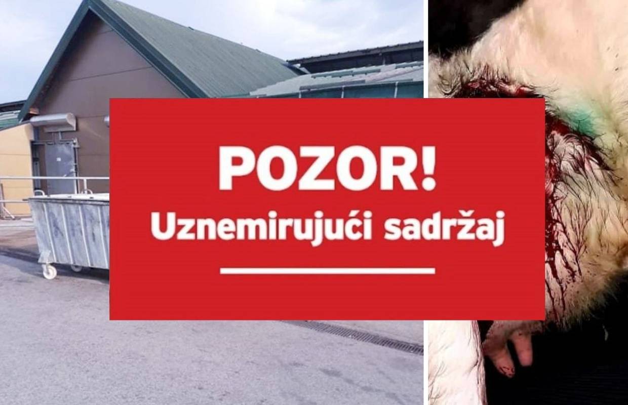 Užasni prizori na slavonskoj farmi: 'Muzu ih dok ne uginu, mnoge krave ne mogu stajati'