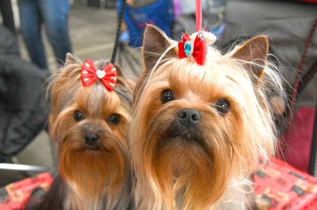 Bjelovar: Nacionalna izložba pasa održana je na sajamskom prostoru u Gudovcu