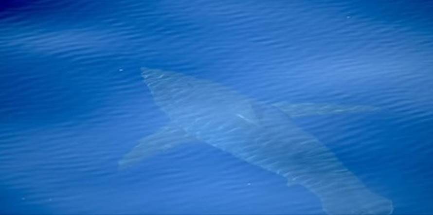 Ralje se vratile u Mediteran: Vidjeli su veliku bijelu psinu!