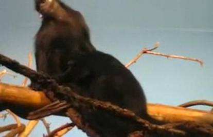 Majmuni uživali u oralnom seksu pred okom kamere