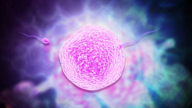 Evo koliko jajnih stanica žene izgube tijekom menstruacije...