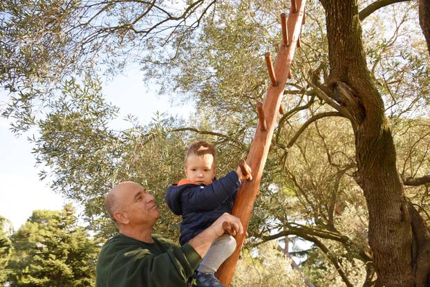 Maslina na Brijunima jedna je od najstarijih na Mediteranu
