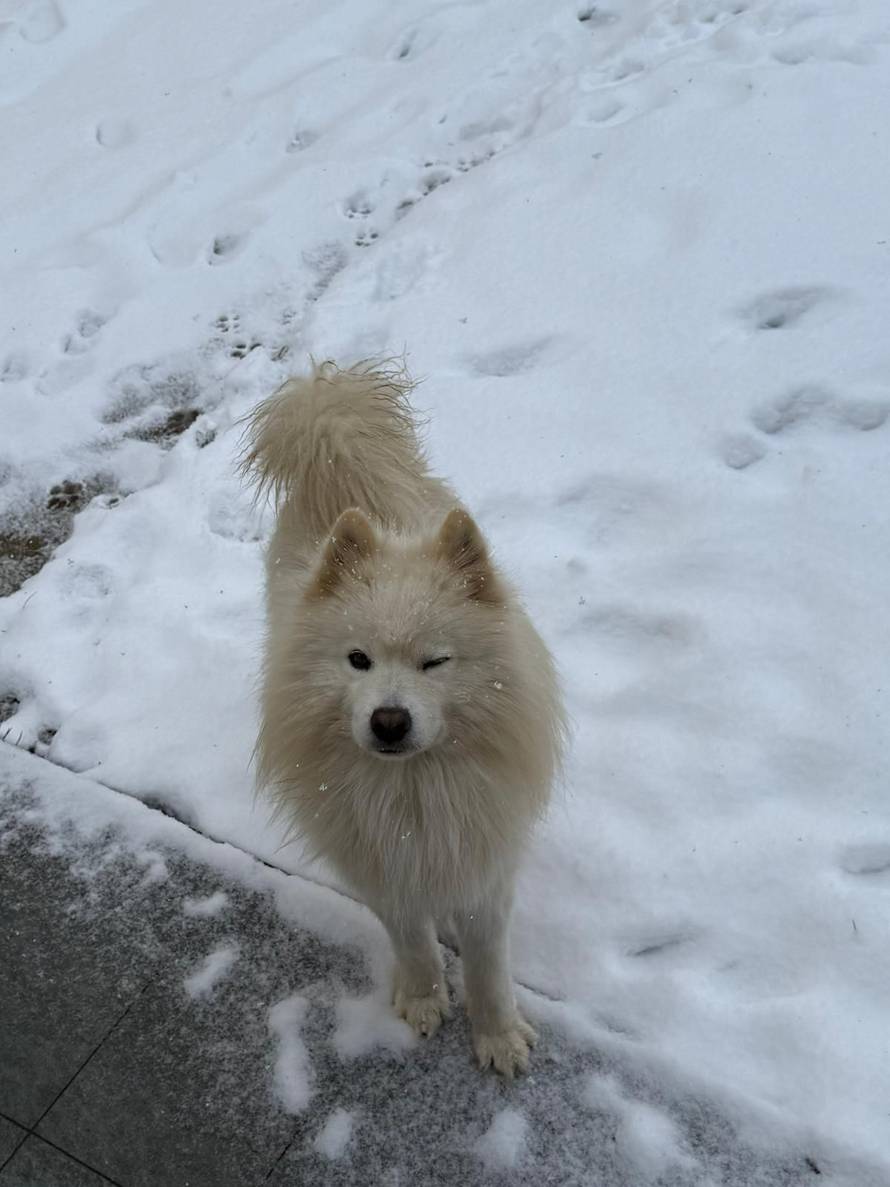 Općinska komunalka sama 'izlopatala' snijeg sa staze: 'Nema nikakve drame u tome'