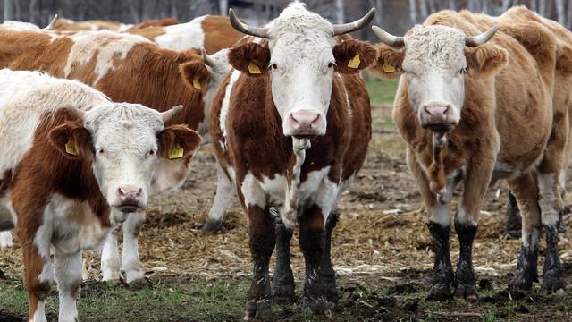 Krave nisu krive za stakleničke plinove, nego 'tvornički' način na koji ih ljudi danas uzgajaju
