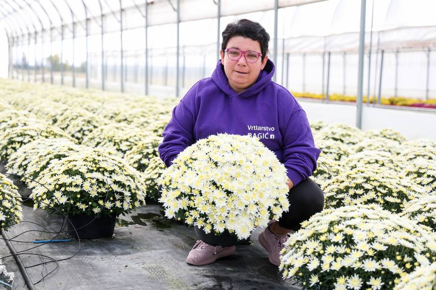 Kutina: Vrtlarica Marija Bagić koja uzgaja božićne zvijezde i krizanteme