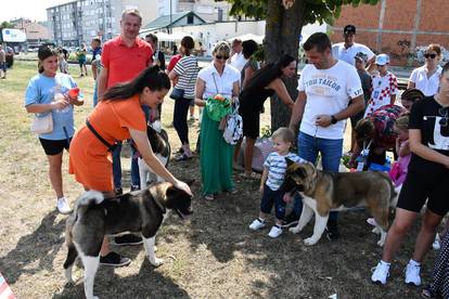 FOTO Preslatki psi oduševili su na nacionalnoj izložbi u Požegi