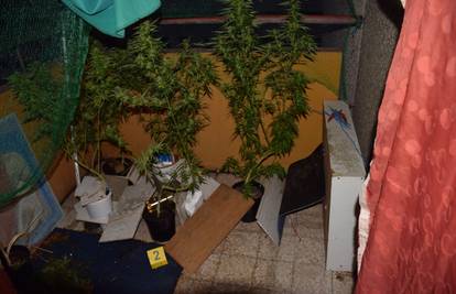 Ulovili uzgajivača marihuane, pronašli mu stabljike u Lipnici