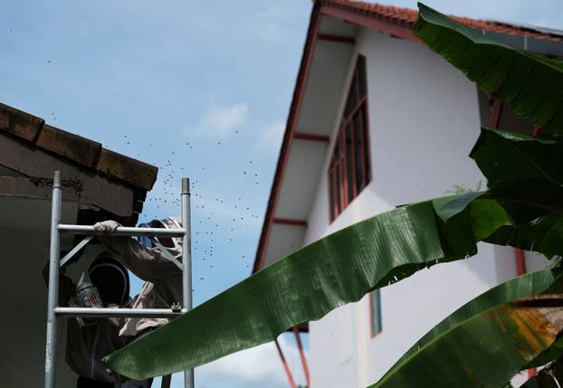 Bee rescuers Clarence Chua and Justus Teo calm bees with a bee smoker as they remove a bee nest from the roof of a house in Singapore