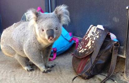 Zločesta koala: Geri Halliwell se životinja popiškila na torbu