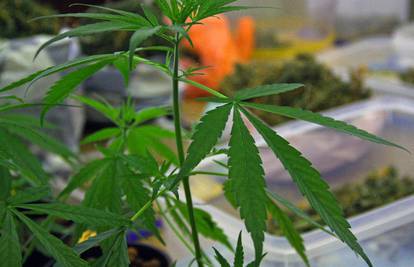 U stanu su uzgajali marihuanu: Pronašli su im 18 stabljika...