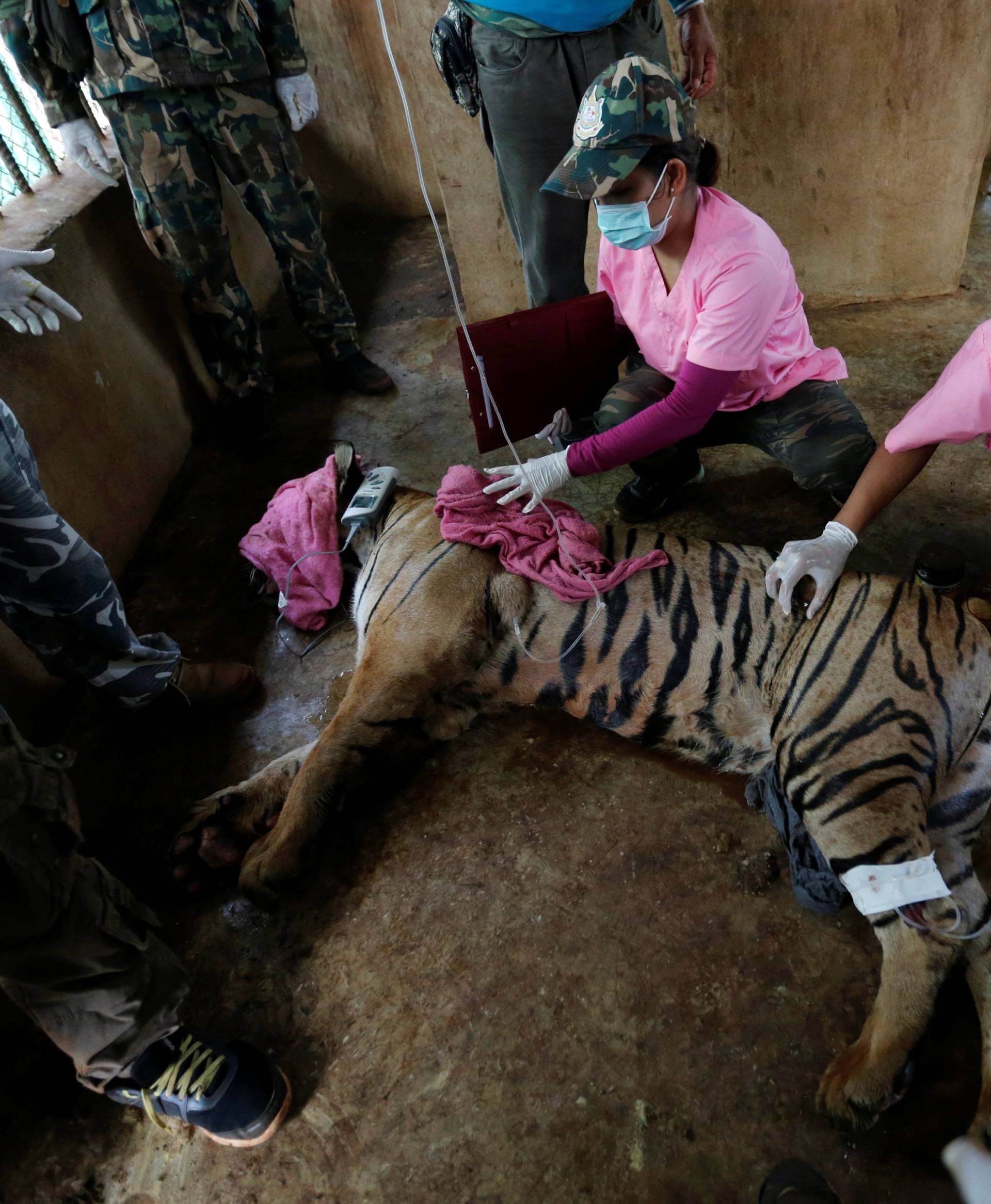 A sedated tiger is seen in an enclosure as officials continue moving live tigers from the controversial Tiger Temple, in Kanchanaburi province, west of Bangkok