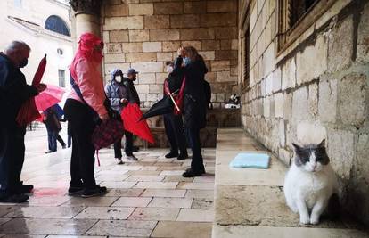 Dubrovnik: Mačku Anastaziju deložiraju nakon pet godina...