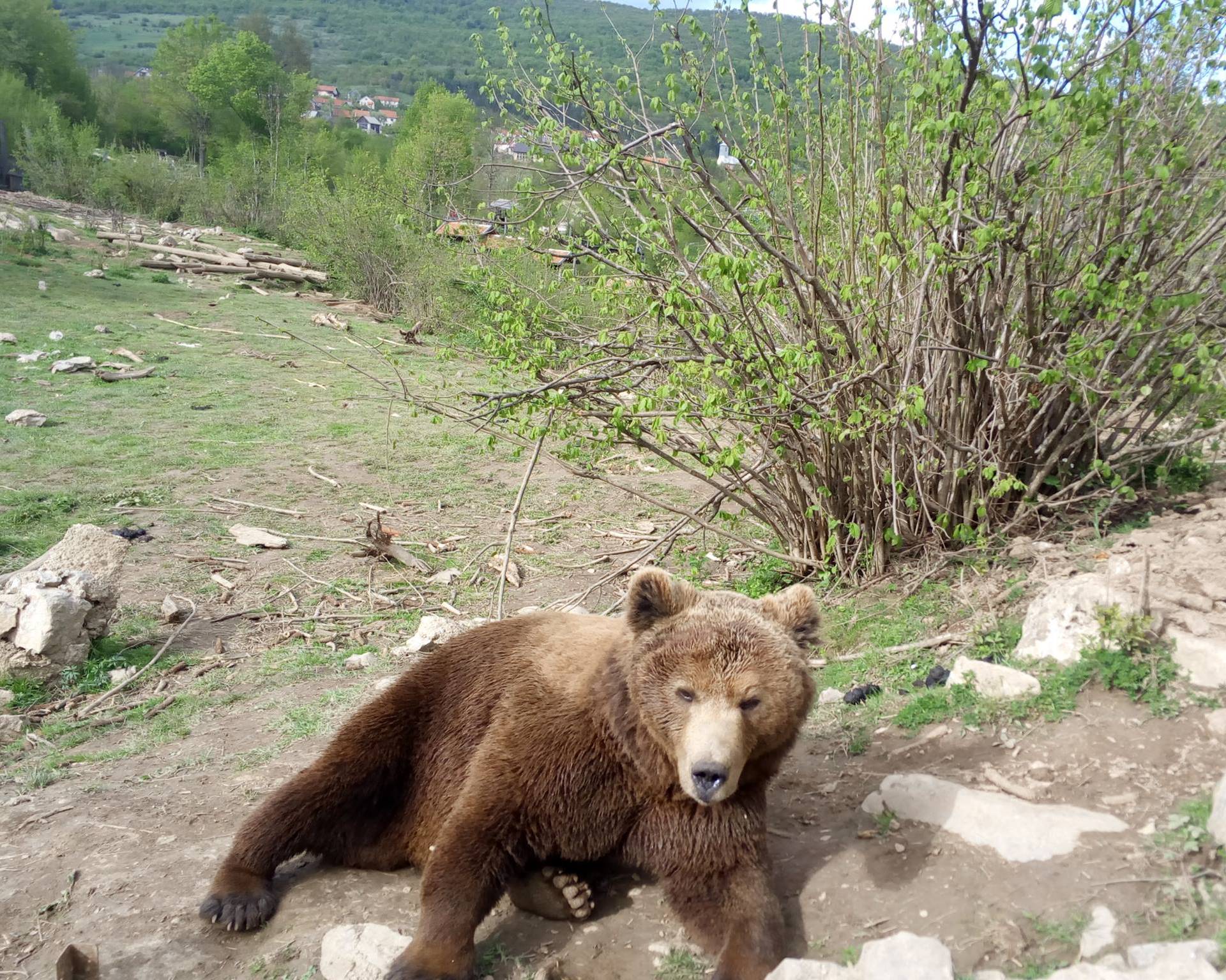 Mladi medo u Kuterevu nakon doručka odmorio je na travi