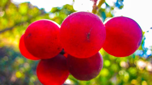 Jeste li znali da postoji grožđe čiji grozd košta čak 2800 kn?