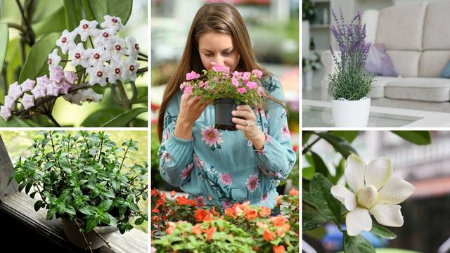 Stvorite mirisnu oazu: Biljke od kojih dom miriše božanstveno